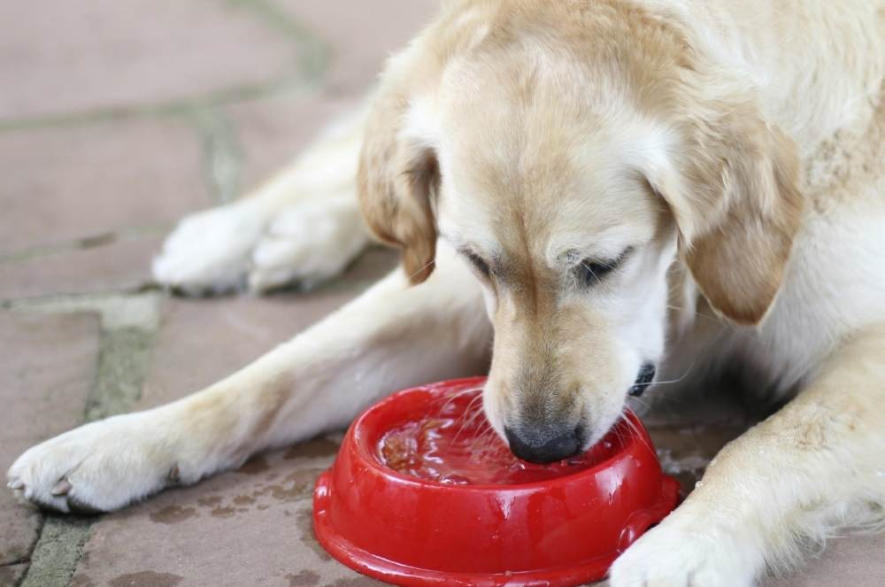 9 причин, почему собака много пьет воды: возможные заболевания - kotiko.ru