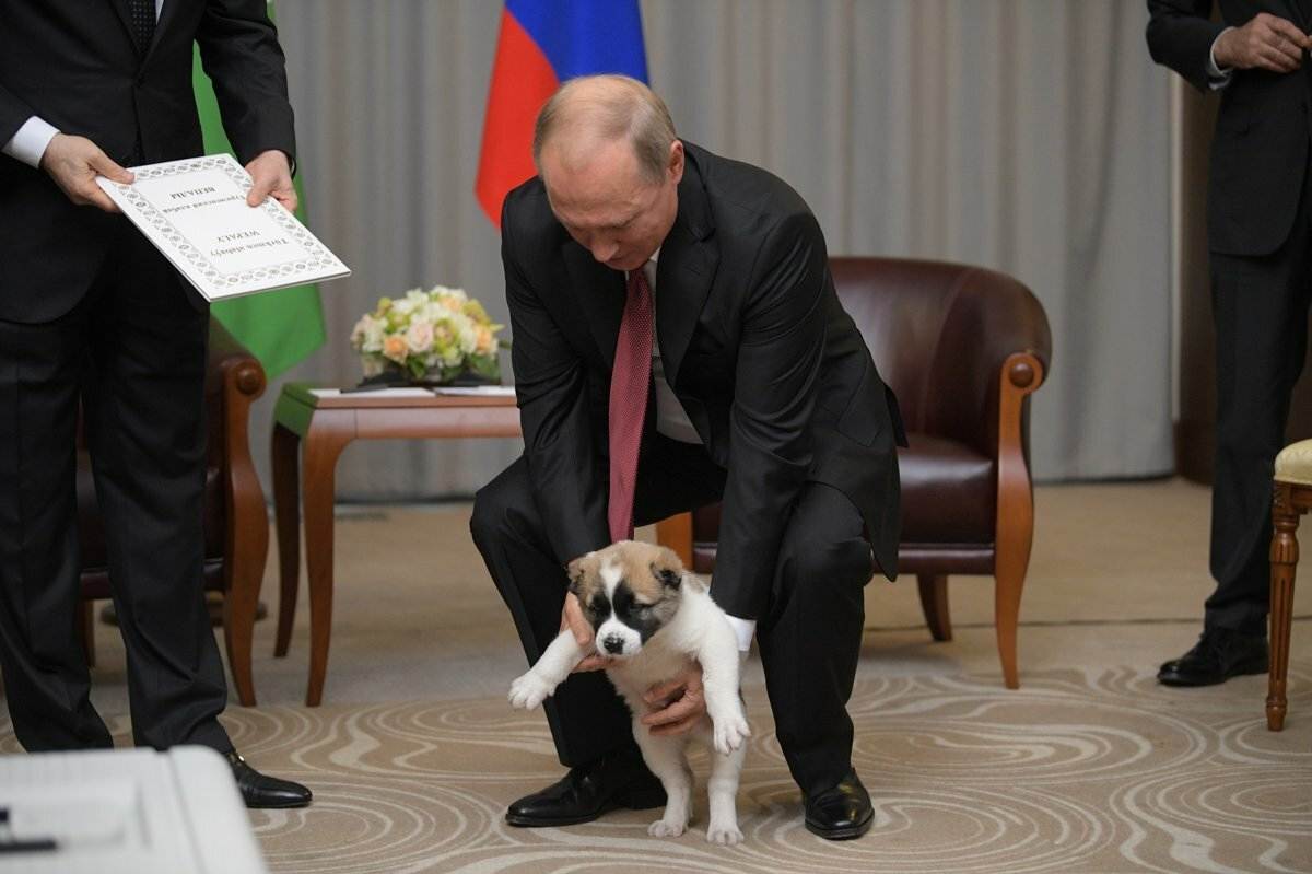 Владимир путин и его собаки .давайте посмотрим на питомцев