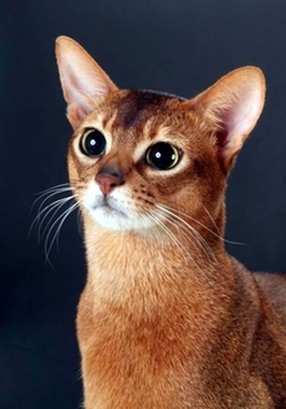Самые красивые породы кошек в мире: фото с названиями