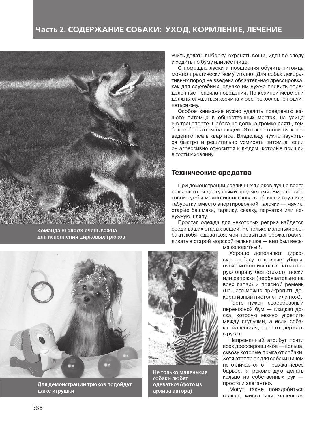 Обзор и описание маленьких пород собак