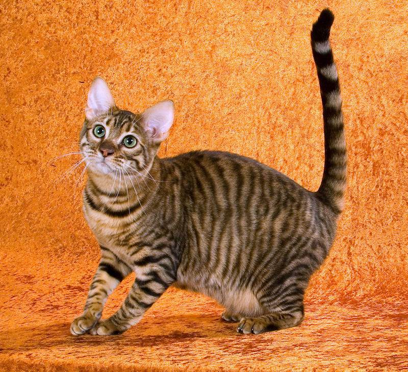 Кошка тойгер: фото, описание породы и особенности ухода