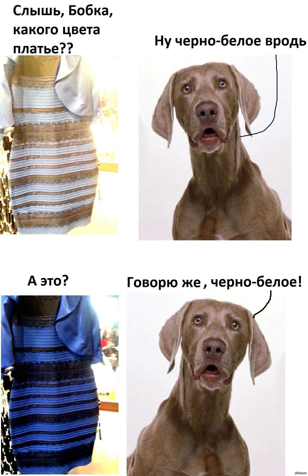 Зрение собаки: как собаки видят в темноте, какие цвета распознают, как проверить зрение - dogtricks.ru