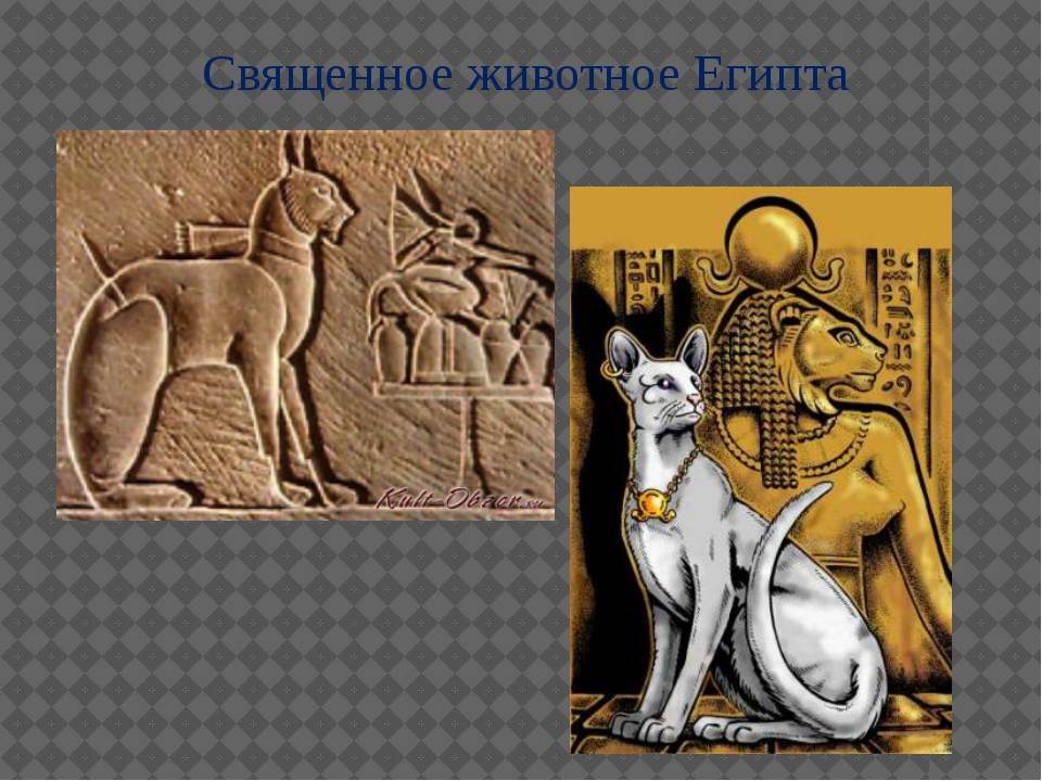 История кошки в древнем египте и средневековой европе