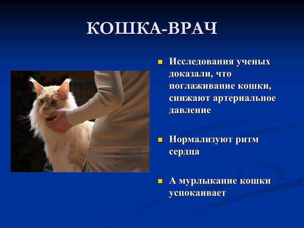 Агрессия у кошки. как хозяину решить проблему