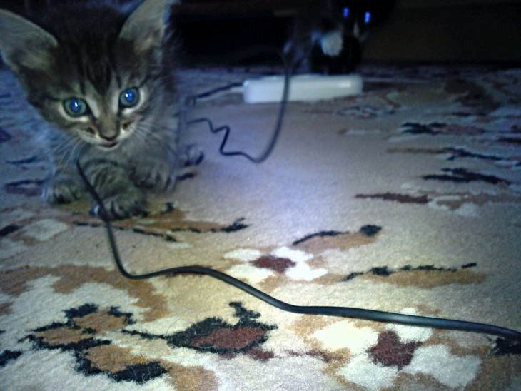 Как моментально отучить кота грызть провода ???? уход и воспитание