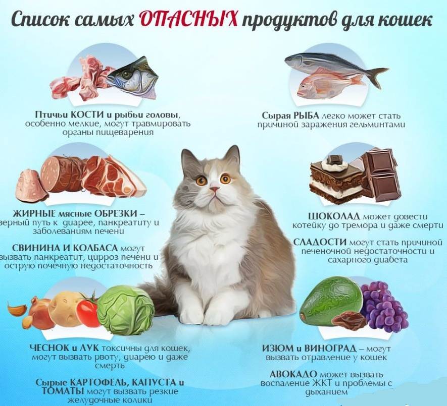 Чем можно кормить кошек брита