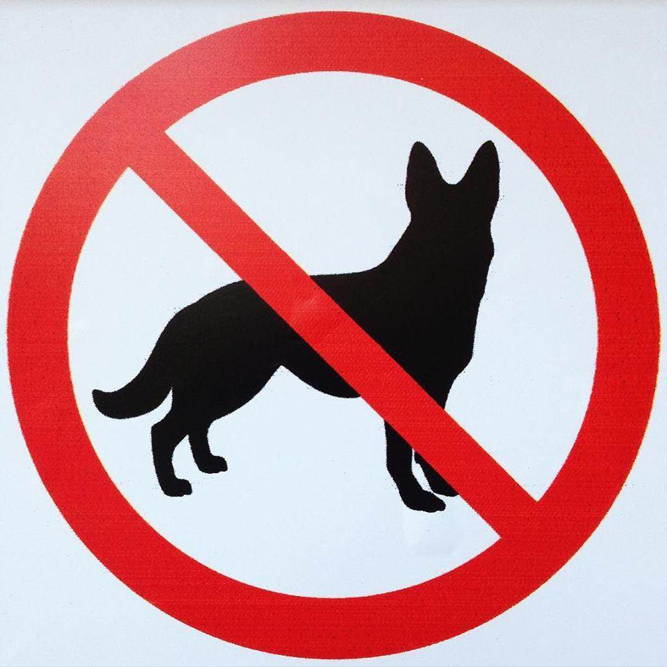 Куда можно и нельзя заходить с собаками по закону: подробное объяснение, места