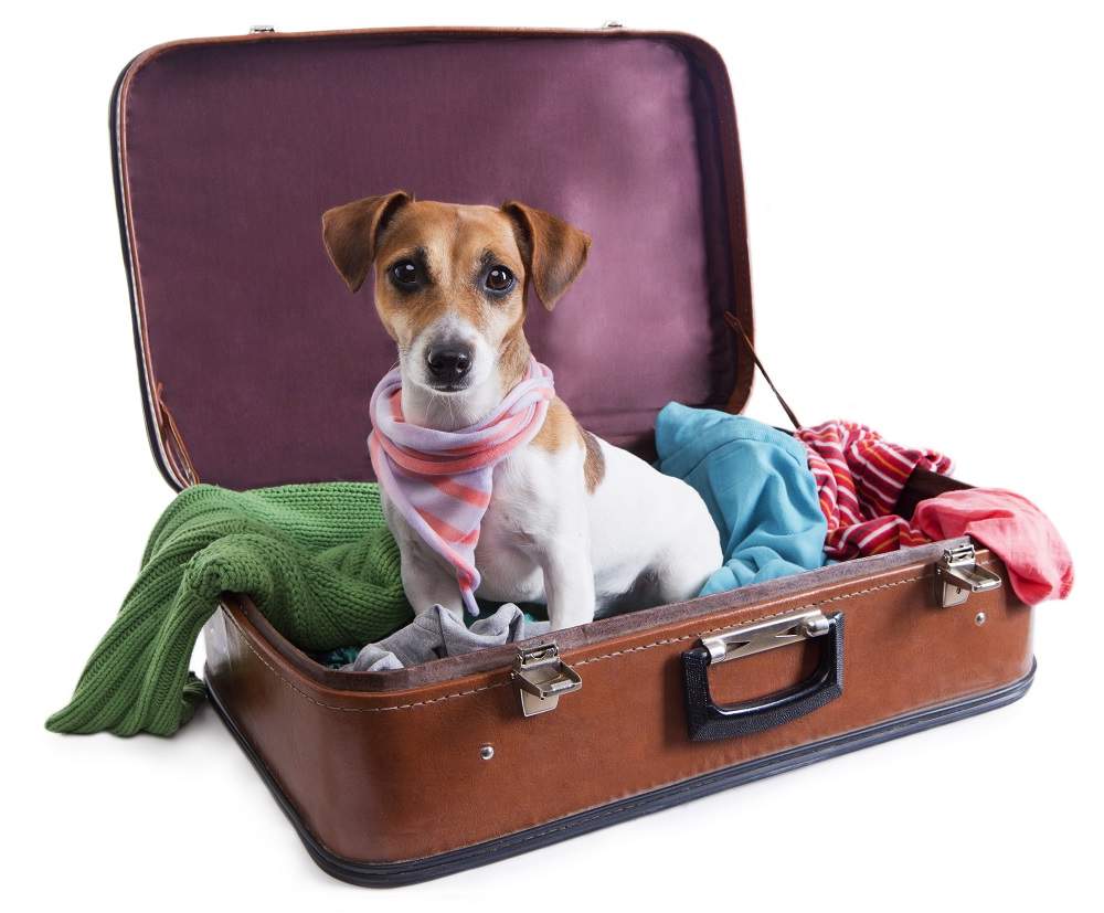 Где оставить собаку на время отпуска: передержка и другие варианты