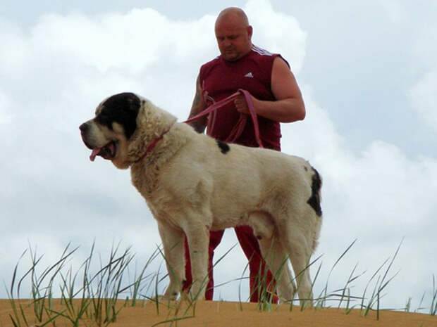 ᐉ бульдозер — самый большой пёс и рекордсмен породы алабай - zoovet24.ru