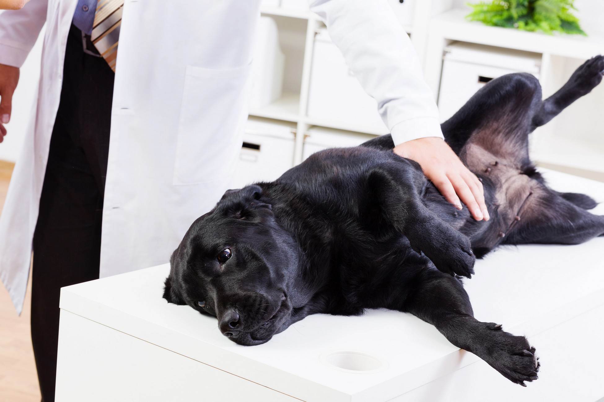 Что делать, если у собаки слабые задние лапы - noltrex в ветеринарии.