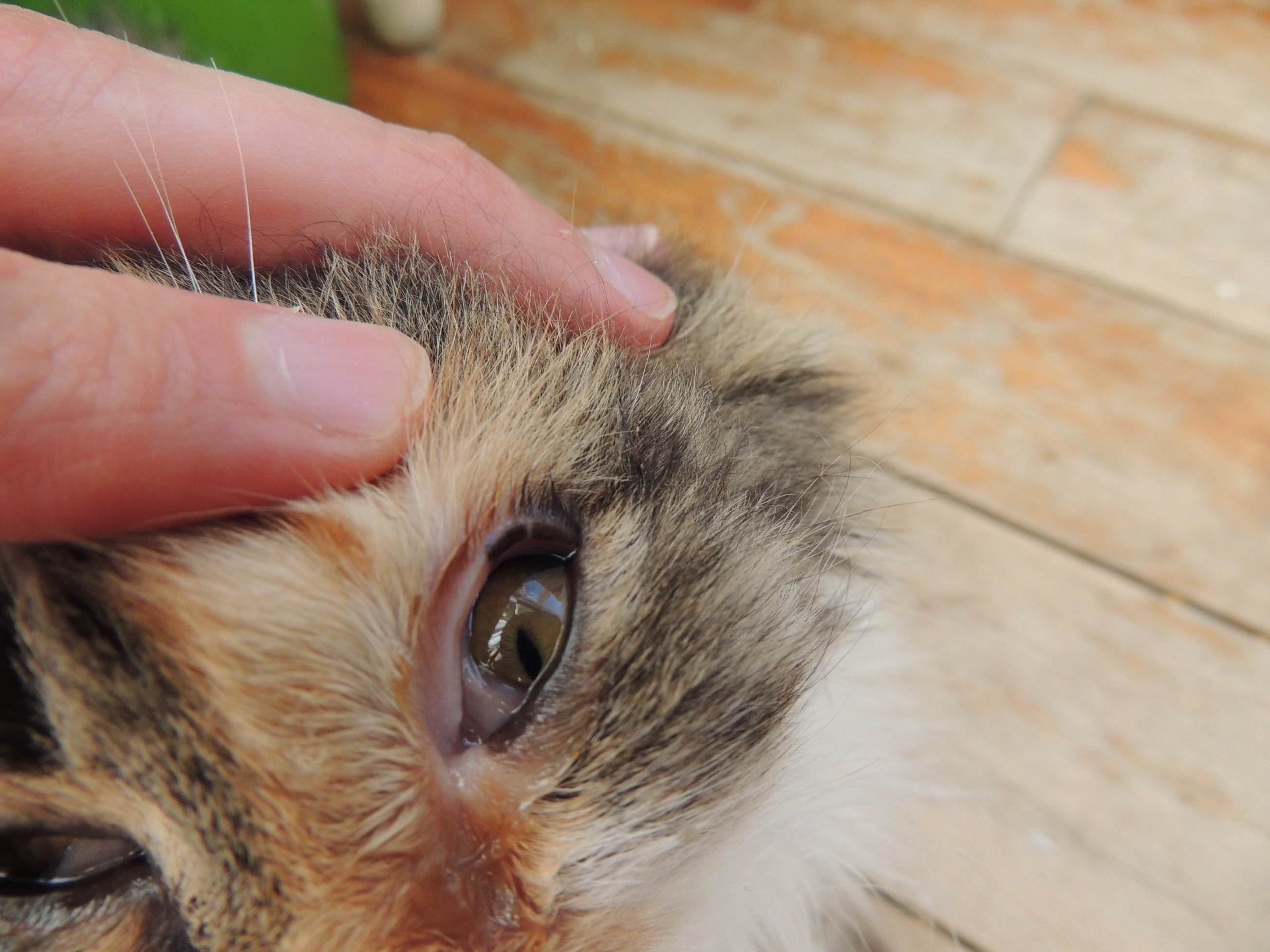 Что делать, если у котенка гноятся глаза? лечение нагноения глаз у котят каплями, мазями, народными средствами. гноятся глаза у котенка: причины, лечение, отзывы