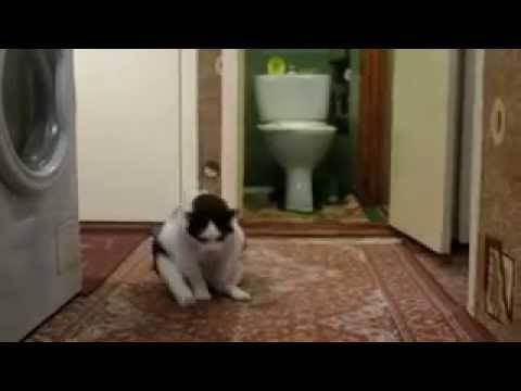 Кошка чешет попу об ковер: глисты, воспаление или раздражение? почему кошка ездит попой по ковру кошка ползает попой по полу