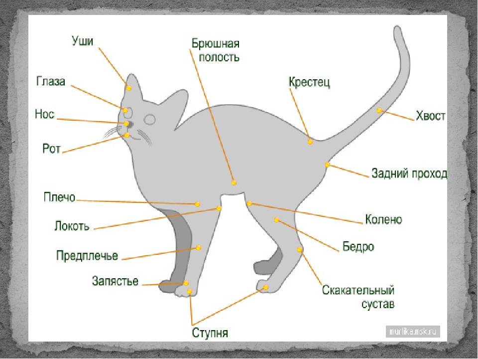 Изучаем характер сиамской породы кошек