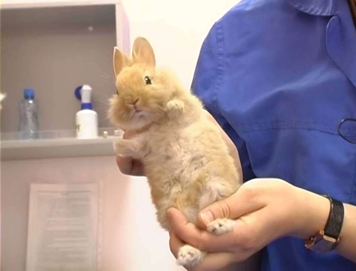Кастрация и стерилизация кроликов: техника, как кастрируют и нужна ли она
