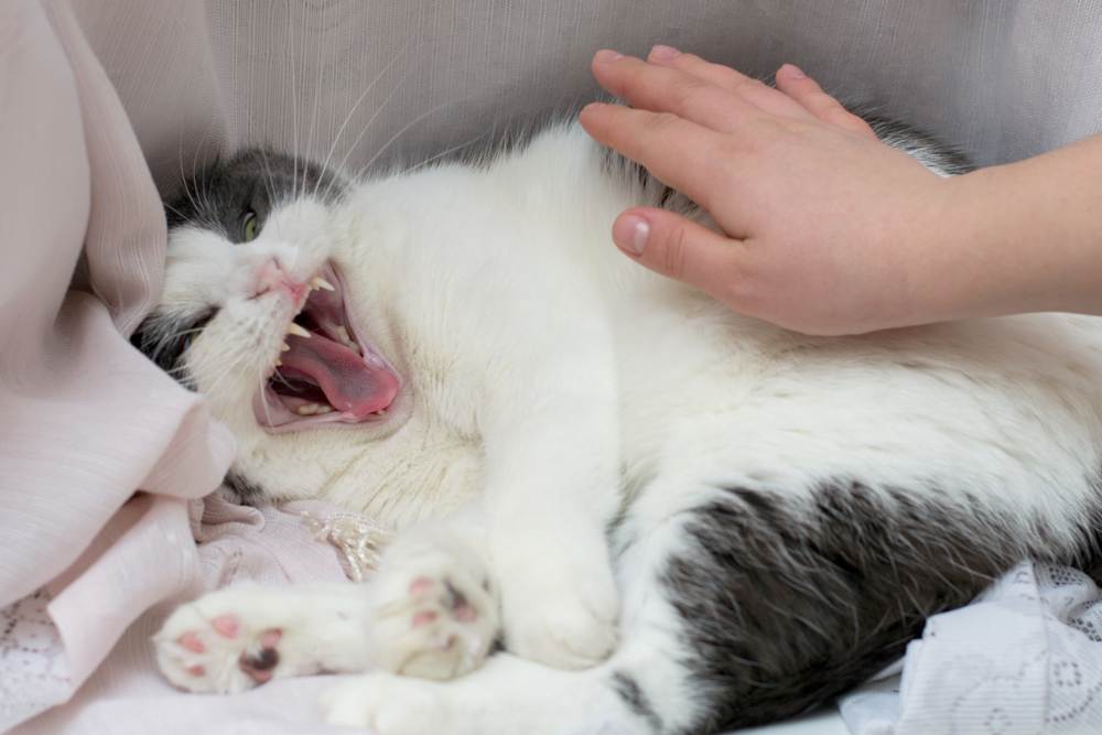 Почему кошки топчут нас лапками, и как себя вести человеку