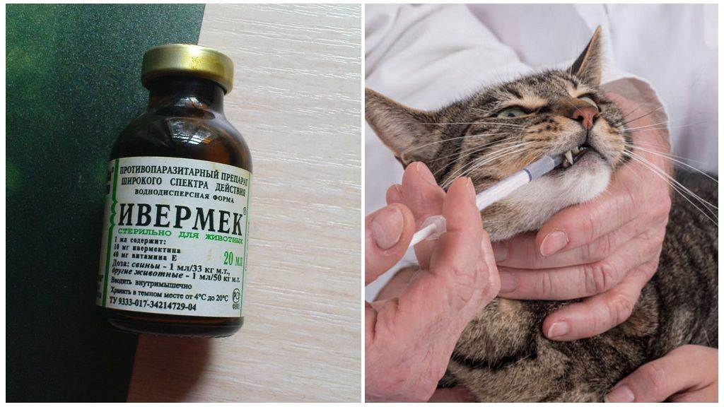 Препарат ивермек, инструкция по применению для кошек: дозировки и состав