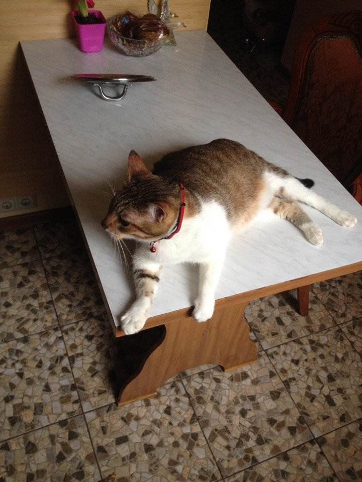 Как отучить кошек и котов лазить по столам