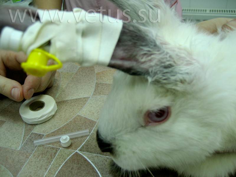 Понос у кроликов - причины и лечение болезни в домашних условиях