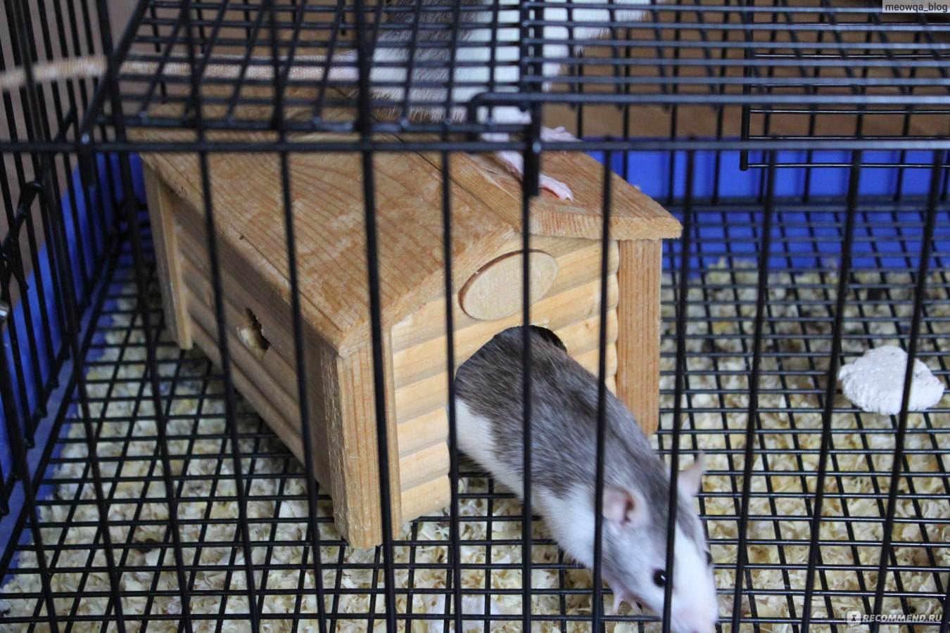Крыса дамбо. секреты содержания и ухода