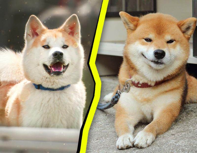 Отличия акита-ину и сиба-ину (шиба-ину) и сходства: фото и описание собак, мнение заводчиков, в чем разница между породами во внешности?