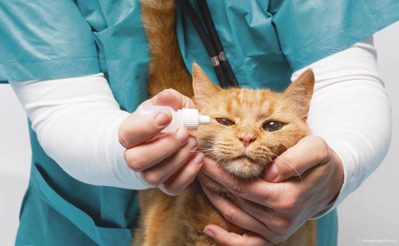 Болезни кошек: симптомы, лечение и профилактикаветлечебница рос-вет