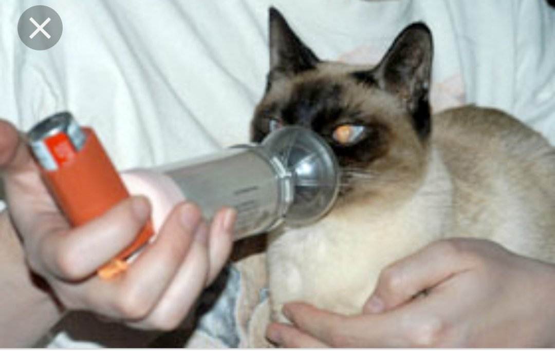 Кошка сопит при дыхании и хрюкает носом: причины, диагностика и лечение