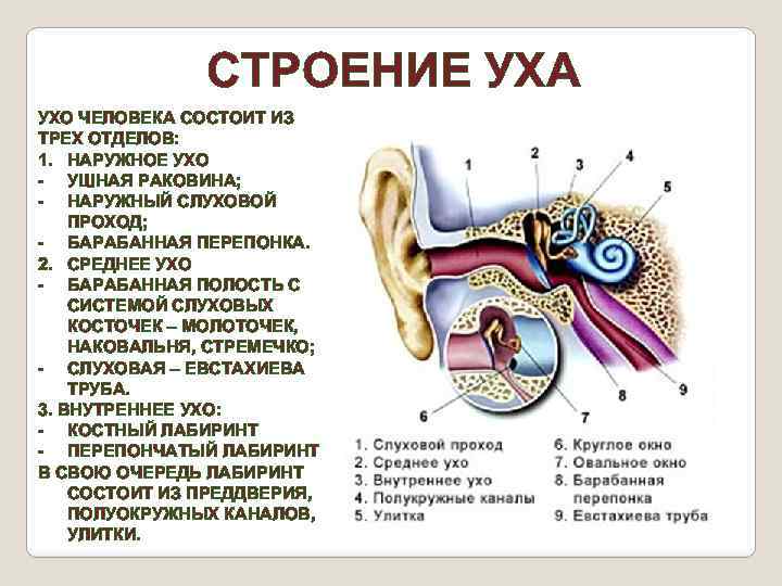 Горячие уши: основные причины и обозначение, примеры что является нормой