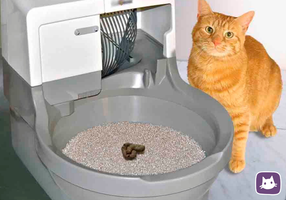 Кот пописал не в лоток. Кошачий наполнитель Кэт литтер. Cclean Cat лоток. Catgenie 120. Туалет для кошек.