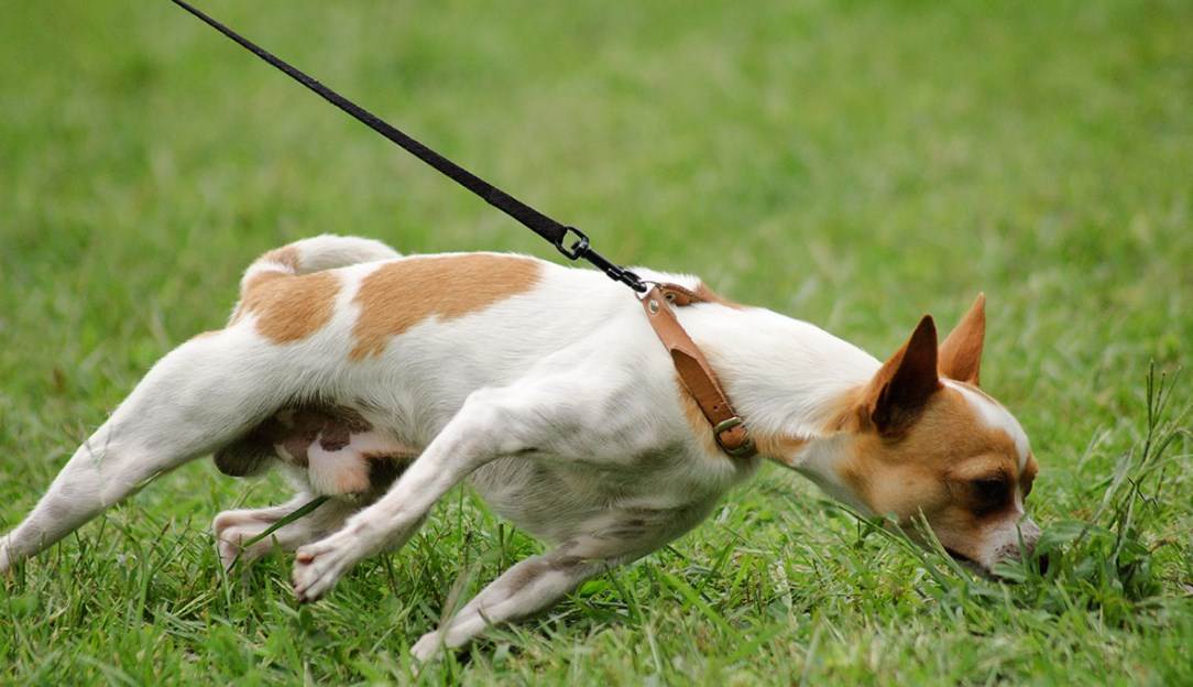 Приучаем взрослую собаку к поводку: подробная инструкция | ваши питомцы