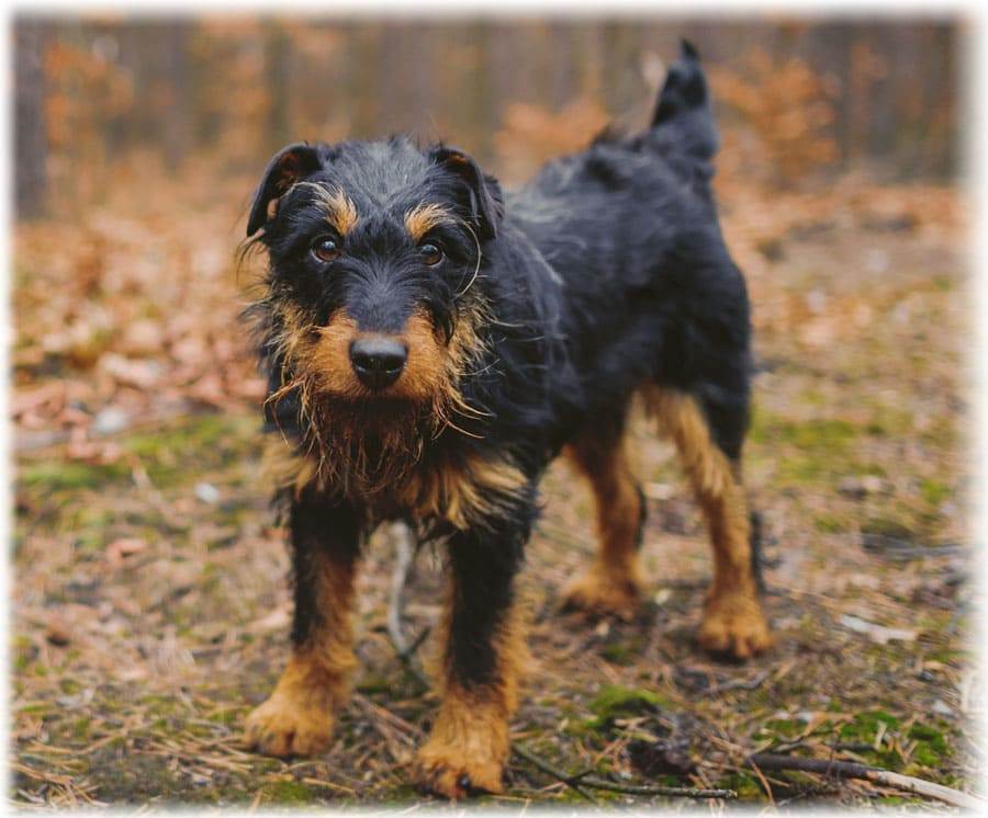 Охотничьи собаки ягдтереьеры: как выглядят, рост и вес, характер, уход