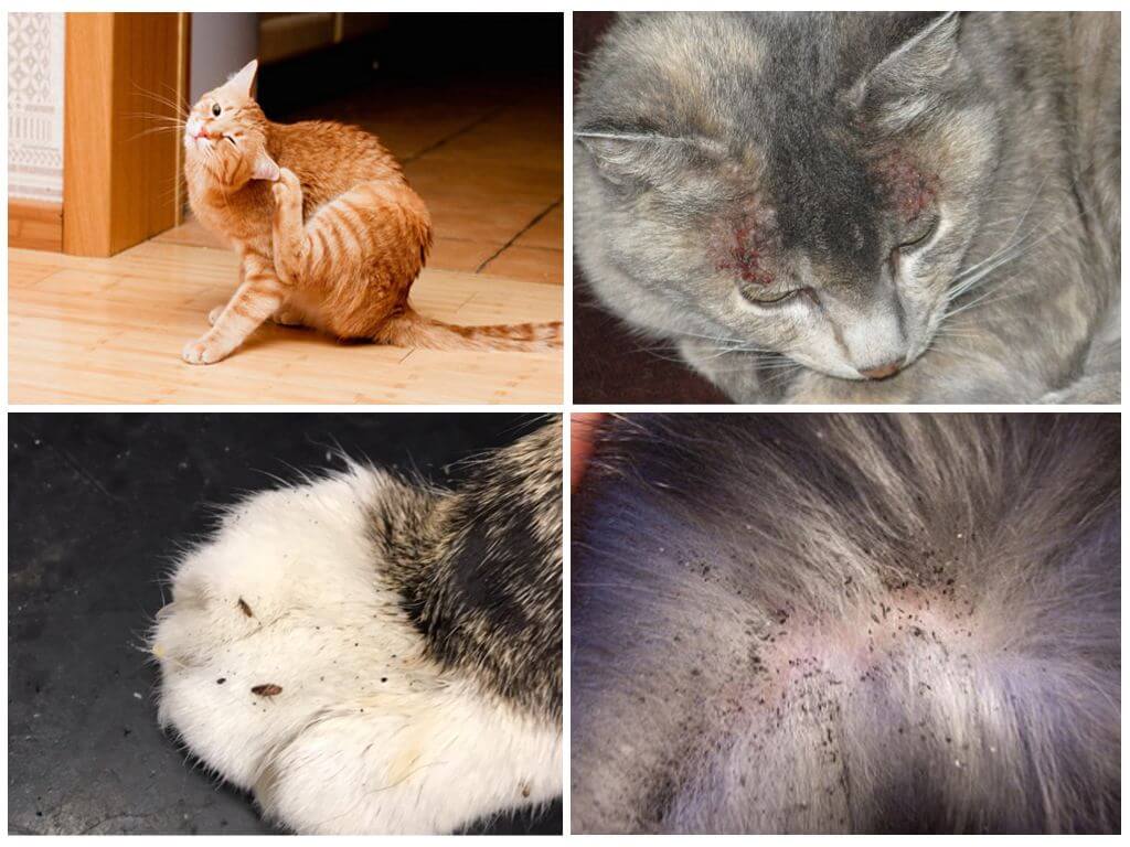 Как вывести блох у кошки: симптомы, медицинские препараты и народные средства