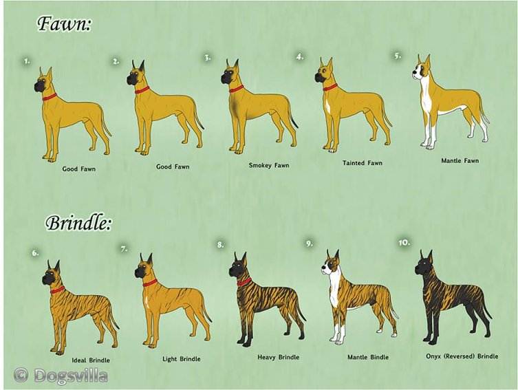 Порода собак немецкий дог: описание, характер собаки, уход, фото