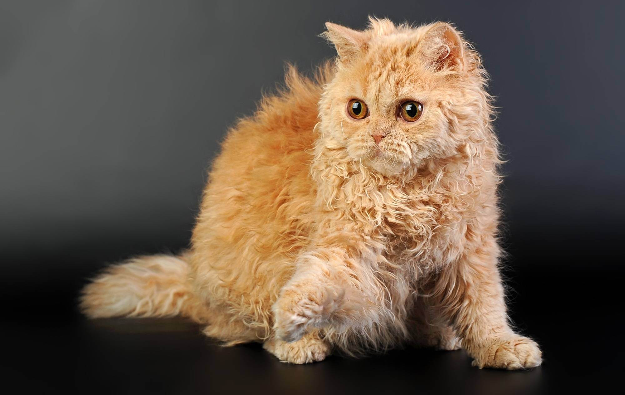 Кошка селкирк-рекс: описание породы, фото и отзывы :: syl.ru