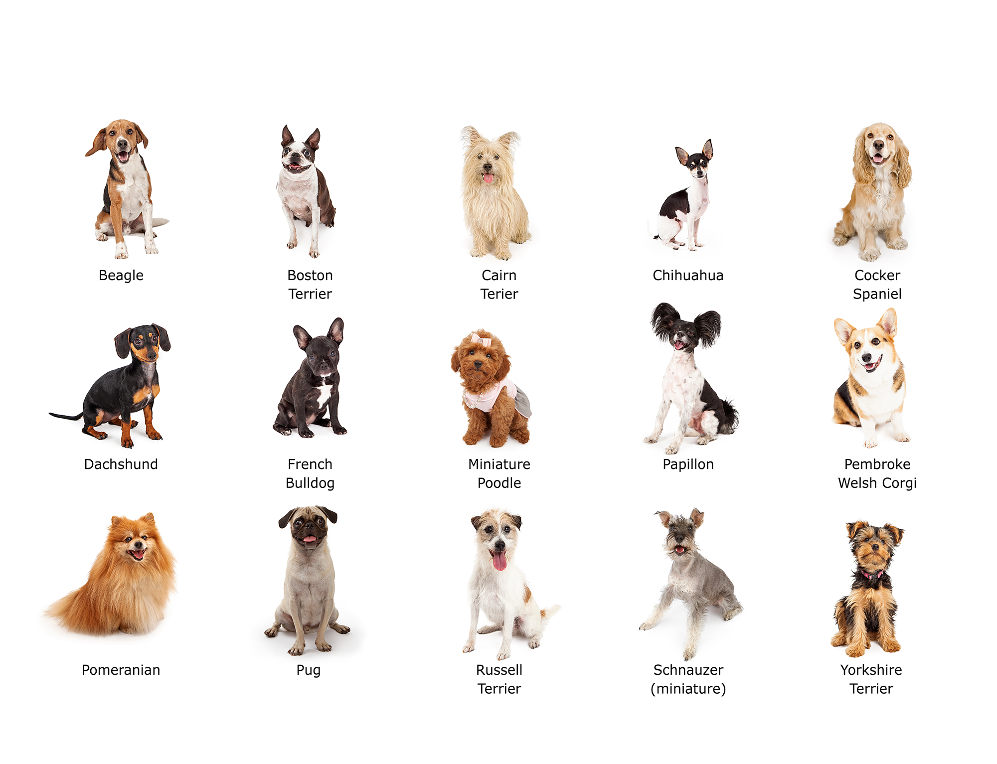 Маленькие породы собак. описание, особенности, названия и виды маленьких собак | животный мир