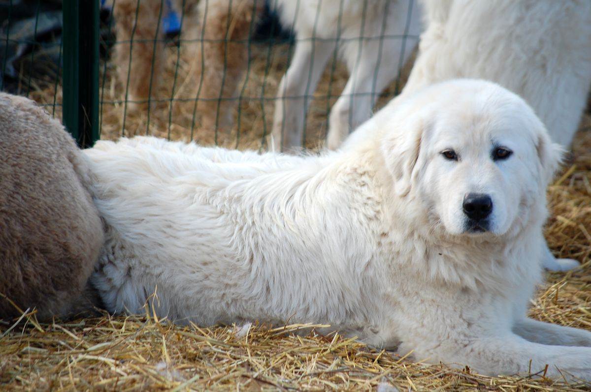 Порода собак маремма абруццкая итальянская овчарка