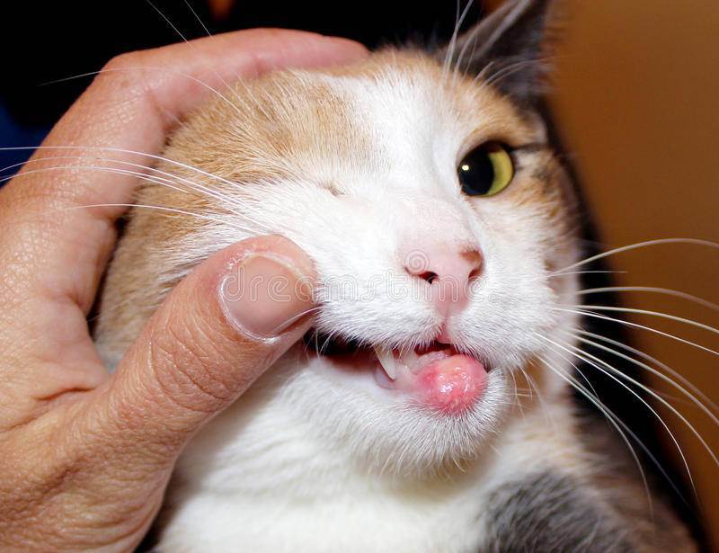 Эозинофильная гранулема у кошек: описание болезни, признаки, лечение