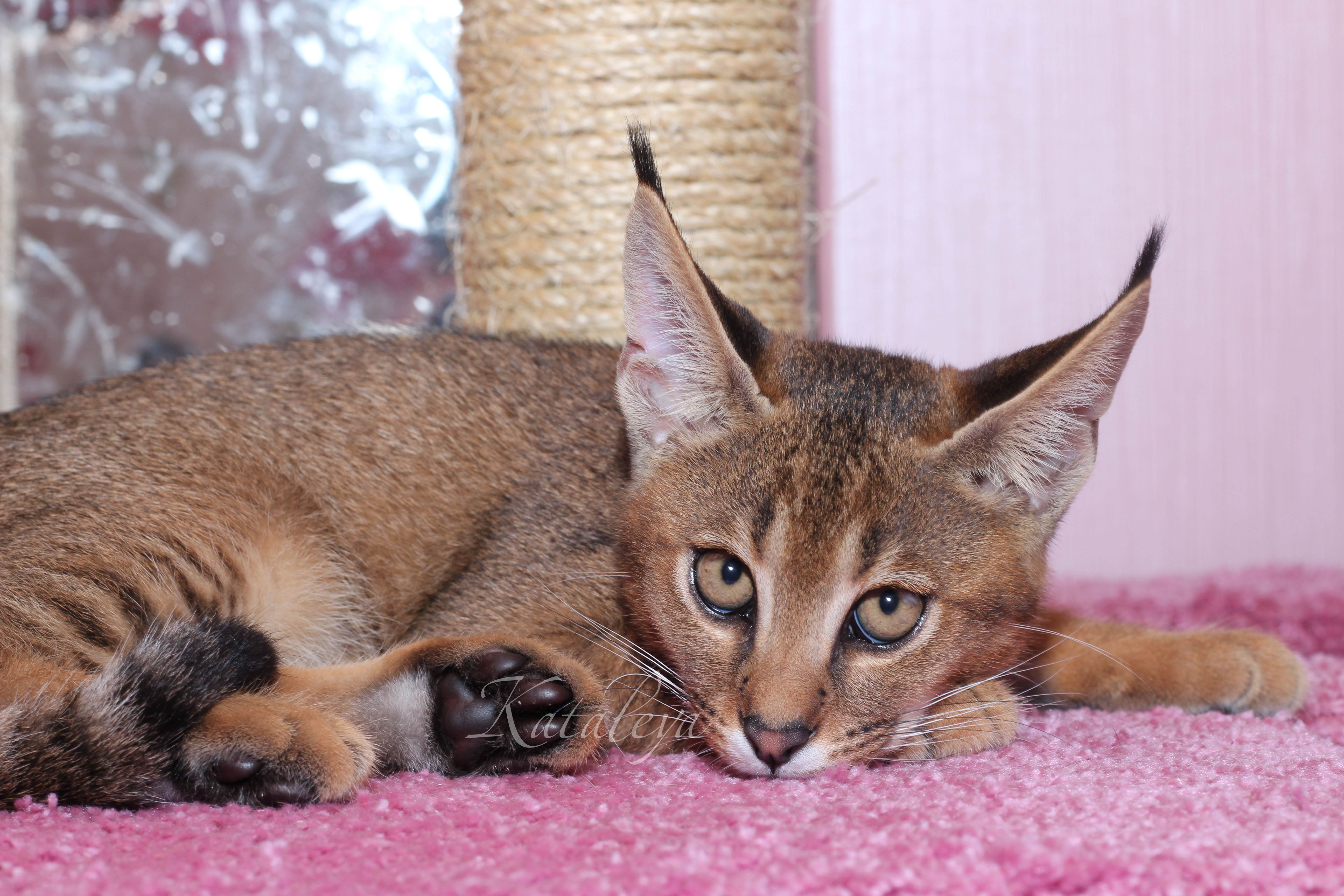 Пятнистые кошки: породы с описанием, фото