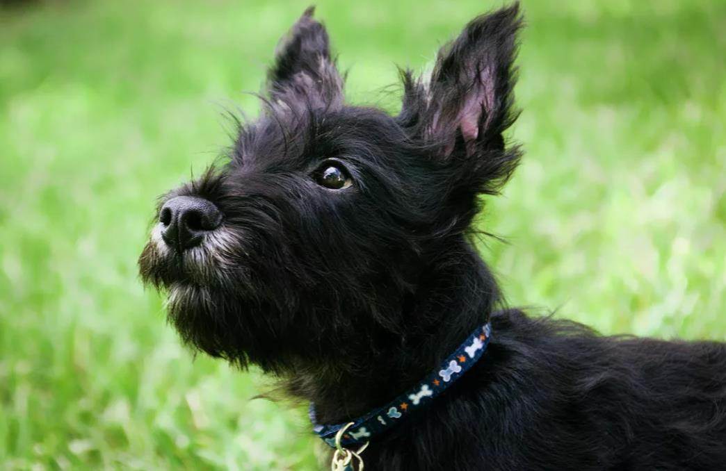 Скотч-терьер (шотландский терьер): описание породы, советы и рекомендации по выбору щенка, уход и содержание (+ фото)