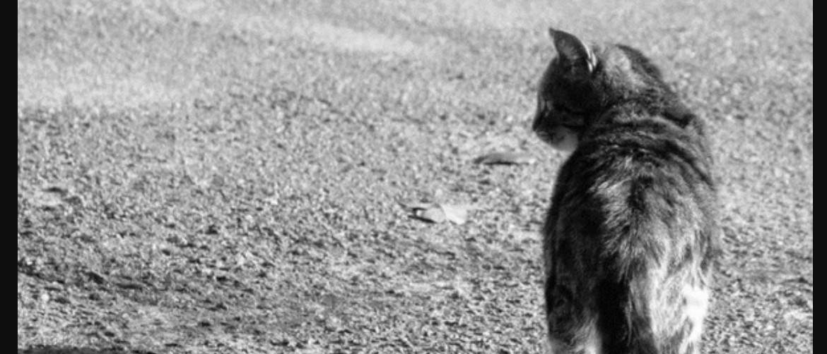 Почему коты уходят умирать из дома: основные причины, заставляющие питомцев покидать безопасное убежище, признаки скорой смерти