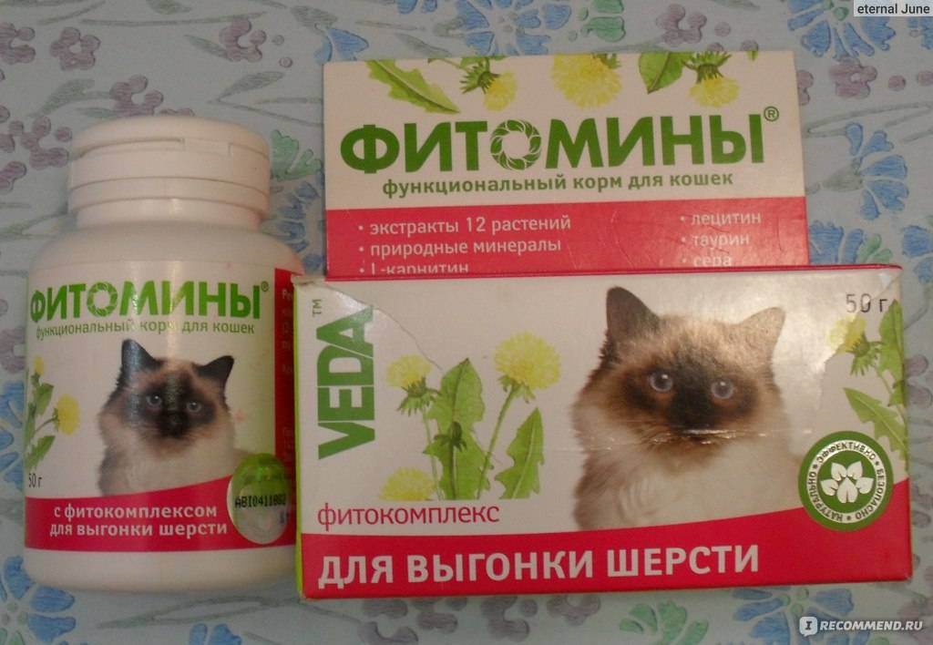 Источники витаминов для кошки | ветбум