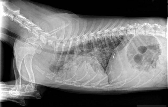 Что такое аспирационная пневмония у собак и кошекветлечебница рос-вет