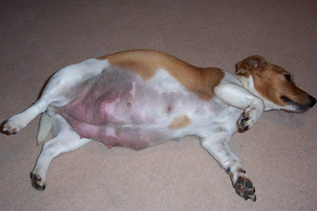 Будет ли течка у собаки после стерилизации: преимущества и недостатки процедуры