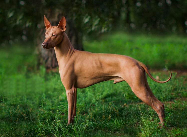 Описание породы перуанская голая собака с отзывами владельцев
