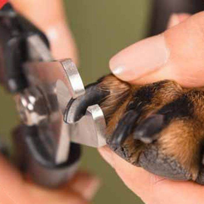 Как стричь ногти собаке - 105 фото и видео подготовки и выполнения процедуры