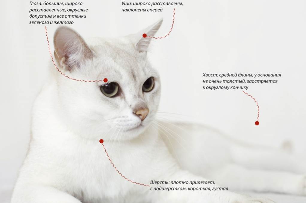 Бурмилла - 95 фото, внешние характеристики и особенности характера кошки