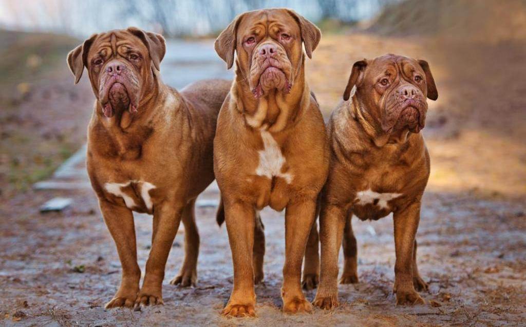 Бойцовские породы собак: список с фото и названиями