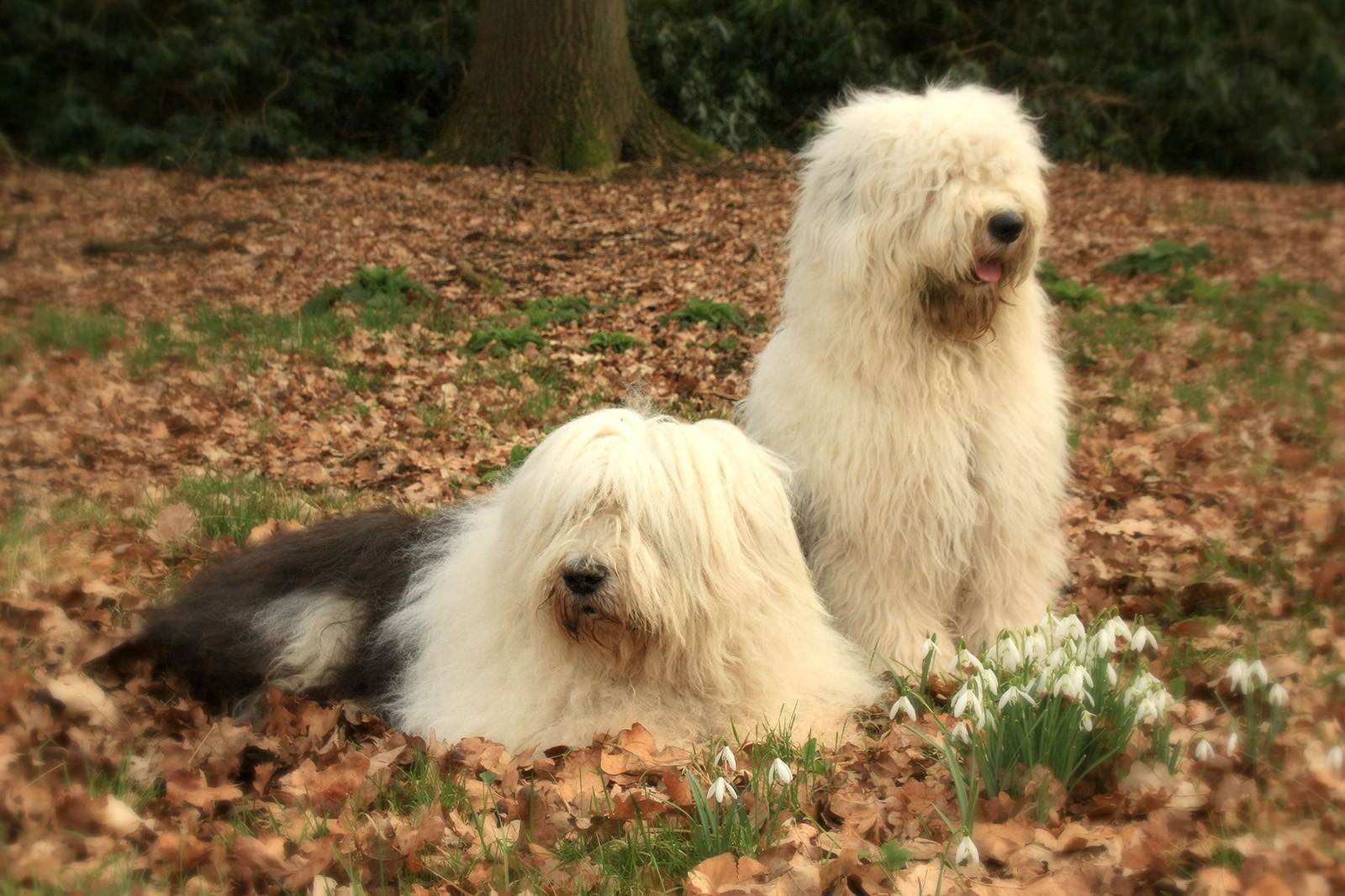 Бобтейл: особенности ухода за пастушьей собакой с роскошной шерстью
