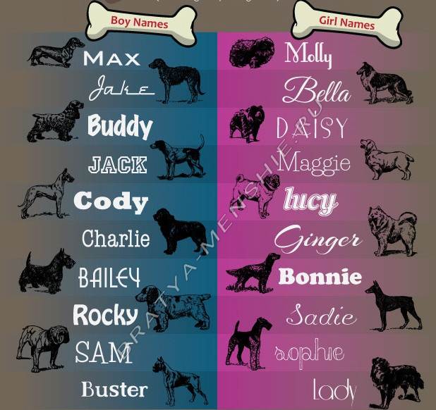 Клички для маленьких собак: как назвать миниатюрную породу – список имен
