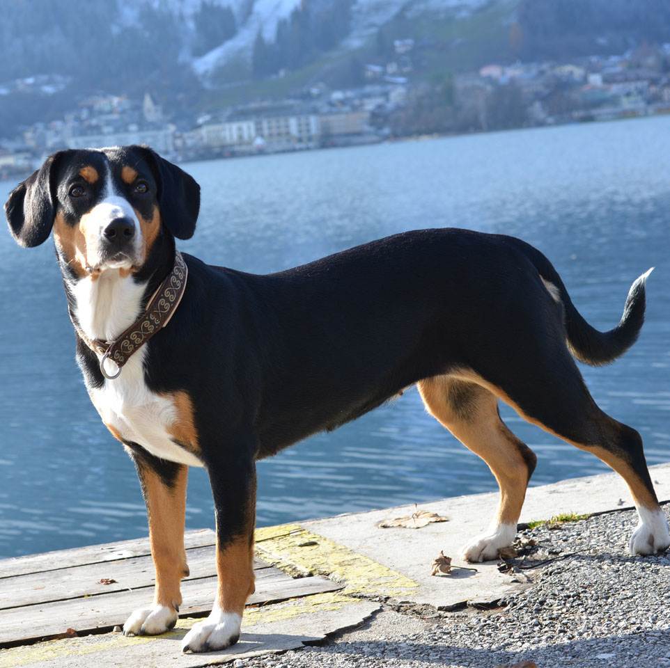 Энтлебухер зенненхунд: описание породы собак с фото и видео