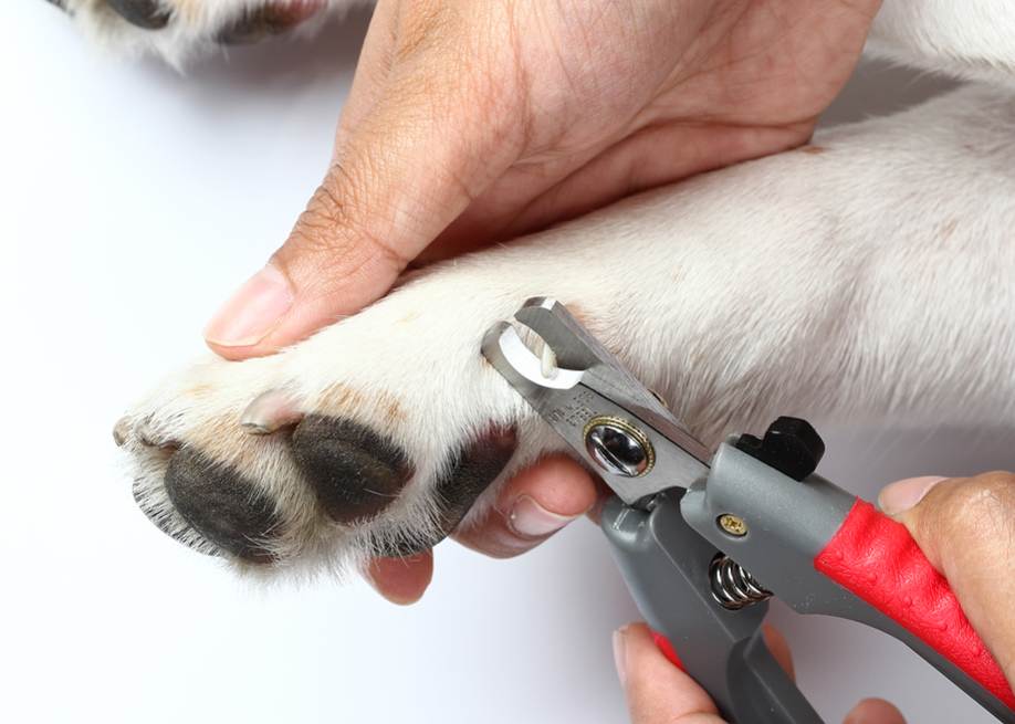 Как подстричь когти собаке: нужно ли и как правильно в домашних условиях, как часто, чем и что делать, если собака не дает. как стричь ногти йорку и той терьеру?
